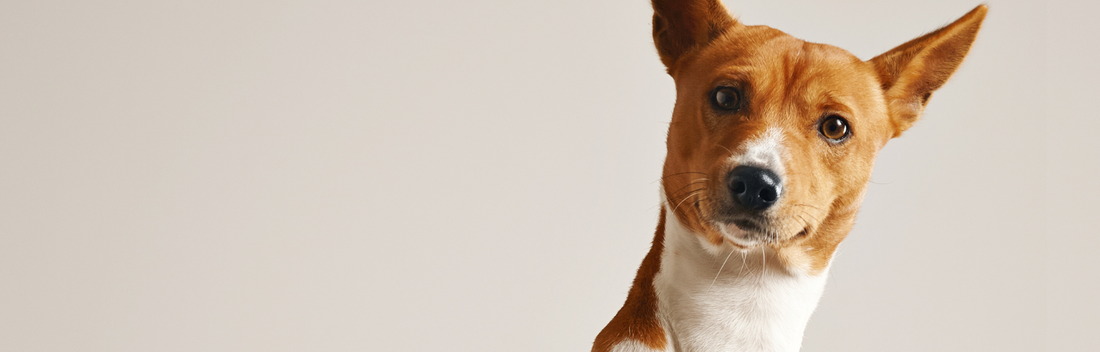 Vallas para perros . Tipos, características y ofertas - Blog Mascotas