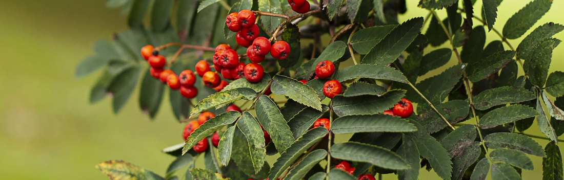 Guaraná: beneficios y contraindicaciones