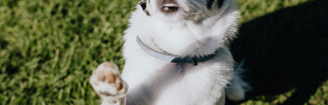 Los mejores collares antiparasitarios para tu mascota