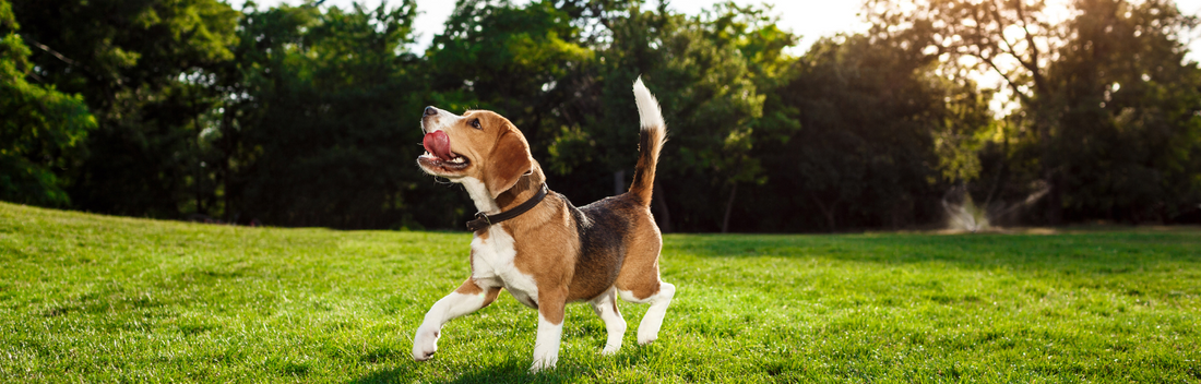 ¿Cómo educar a un perro? Consejos y productos para ayudarte a conseguirlo