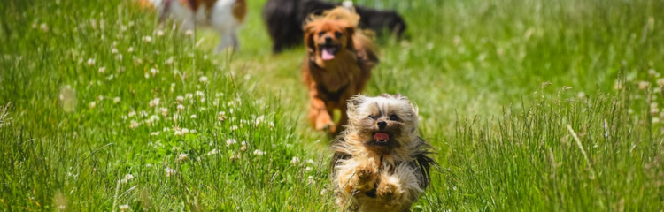 Descubre los beneficios de los fortificantes para mascotas