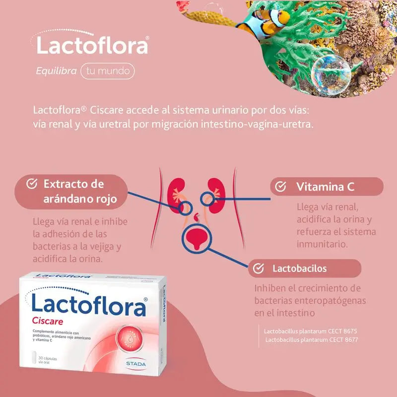 Lactoflora Ciscare 30 cápsulas